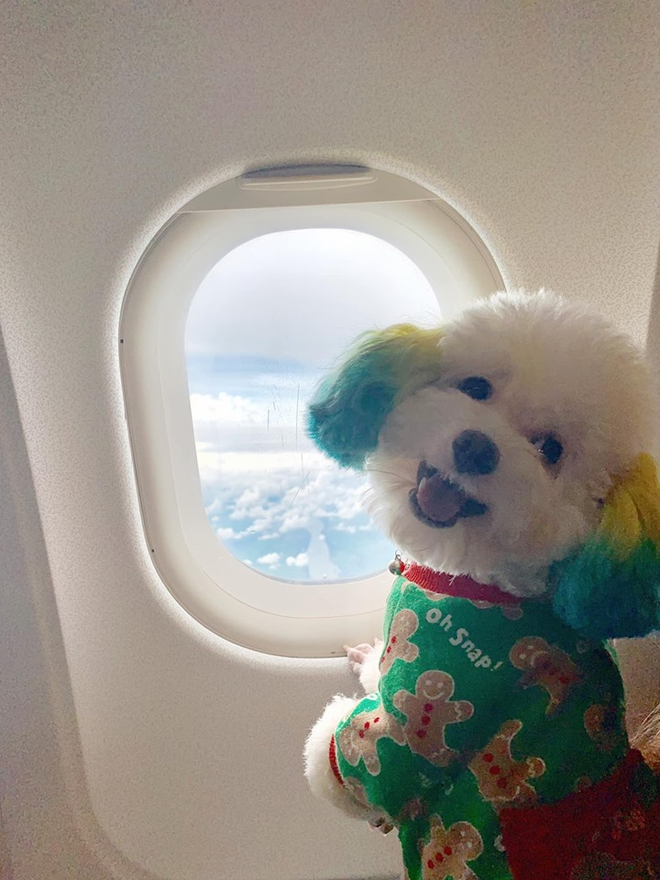 Đăng ảnh chú chó cưng hớn hở khi đi du lịch bằng máy bay, cô nàng được dân tình đua nhau vào hỏi làm cách nào để được như thế? - Ảnh 1.