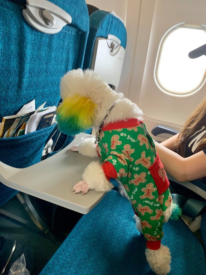 Đăng ảnh chú chó cưng hớn hở khi đi du lịch bằng máy bay, cô nàng được dân tình đua nhau vào hỏi làm cách nào để được như thế? - Ảnh 5.