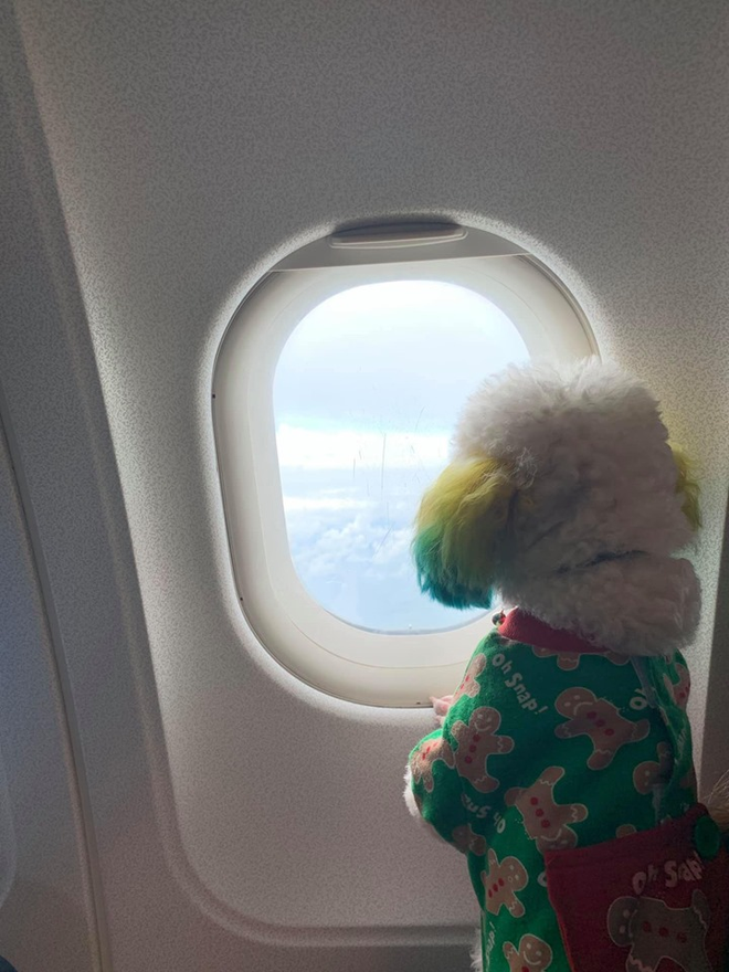Đăng ảnh chú chó cưng hớn hở khi đi du lịch bằng máy bay, cô nàng được dân tình đua nhau vào hỏi làm cách nào để được như thế? - Ảnh 6.