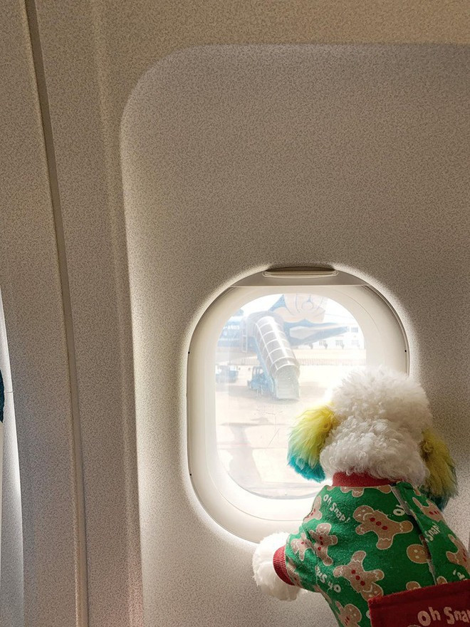 Đăng ảnh chú chó cưng hớn hở khi đi du lịch bằng máy bay, cô nàng được dân tình đua nhau vào hỏi làm cách nào để được như thế? - Ảnh 10.