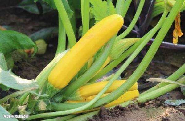 Trồng thứ quả giá rẻ ở Việt Nam mà kiếm nửa tỷ đồng mỗi năm - Ảnh 1.