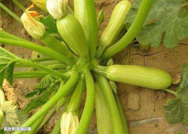 Trồng thứ quả giá rẻ ở Việt Nam mà kiếm nửa tỷ đồng mỗi năm - Ảnh 2.