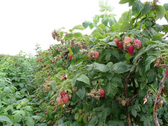 Chị nông dân trồng loại quả này, ngoảnh đi ngoảnh lại đã thành triệu phú hình ảnh 1 chi nong dan trong loai qua nay, ngoanh di ngoanh lai da thanh trieu phu hinh anh 1