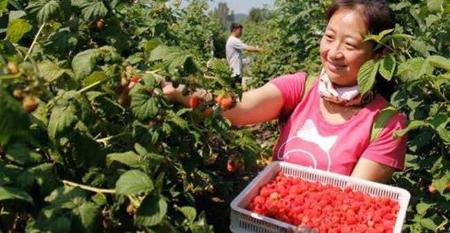 Chị nông dân trồng loại quả này, ngoảnh đi ngoảnh lại đã thành triệu phú hình ảnh 2 chi nong dan trong loai qua nay, ngoanh di ngoanh lai da thanh trieu phu hinh anh 2