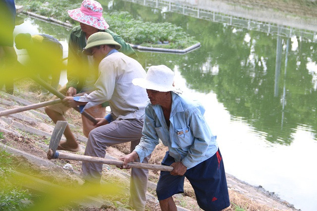 Bờ kè sông Tô Lịch được phủ xanh bằng cỏ lá tre - 4