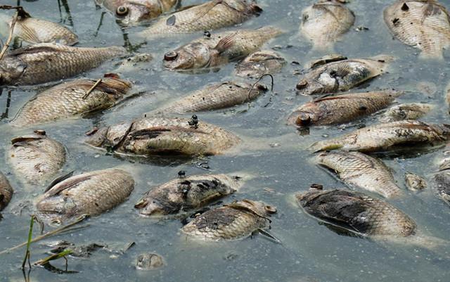 Hà Nội: Cá chết hàng loạt bốc mùi nồng nặc ở hồ Yên Sở - 4
