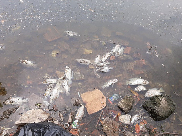 Hà Nội: Cá chết hàng loạt bốc mùi hôi thối trên hồ Trúc Bạch - 14