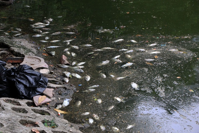 Hà Nội: Cá chết hàng loạt bốc mùi hôi thối trên hồ Trúc Bạch - 3