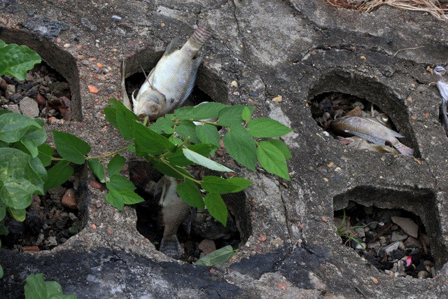Hà Nội: Cá chết hàng loạt bốc mùi hôi thối trên hồ Trúc Bạch - 5