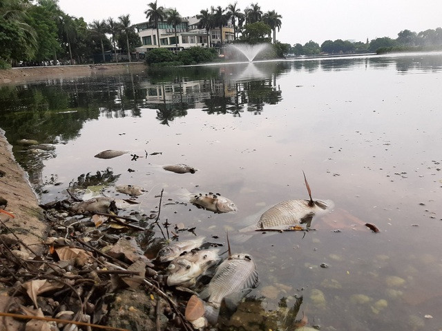 Hà Nội: Cá chết hàng loạt bốc mùi hôi thối trên hồ Trúc Bạch - 13
