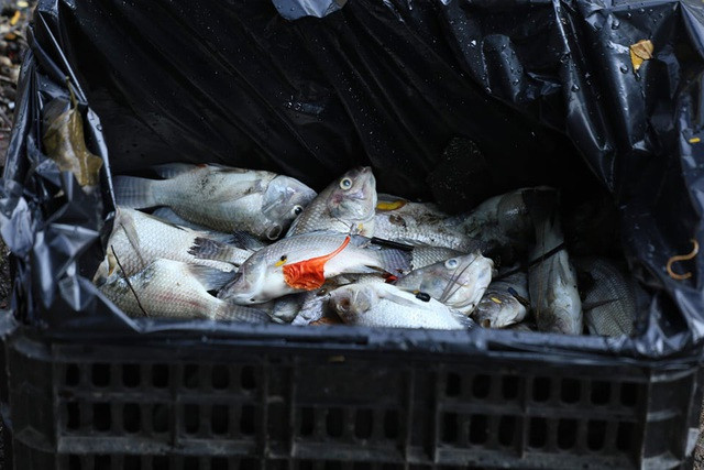 Hà Nội: Cá chết hàng loạt bốc mùi hôi thối trên hồ Trúc Bạch - 19