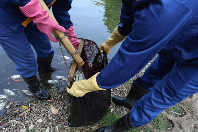 Hà Nội: Cá chết hàng loạt bốc mùi hôi thối trên hồ Trúc Bạch - 18