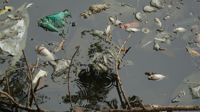 Cá chết nổi bốc mùi hôi thối ở Hồ Tây, hồ Hồ Đắc Di - 2