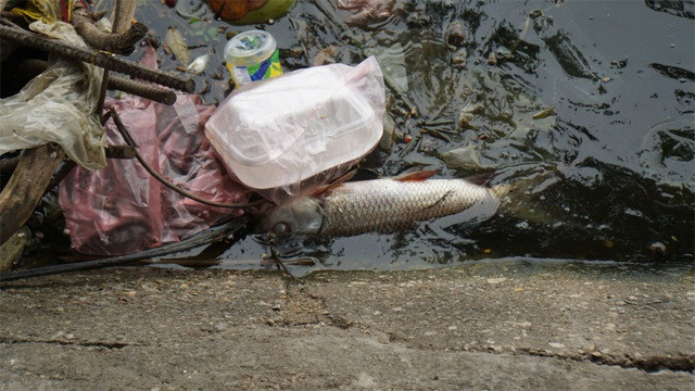Cá chết nổi bốc mùi hôi thối ở Hồ Tây, hồ Hồ Đắc Di - 4
