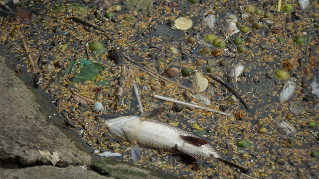 Cá chết nổi bốc mùi hôi thối ở Hồ Tây, hồ Hồ Đắc Di - 1