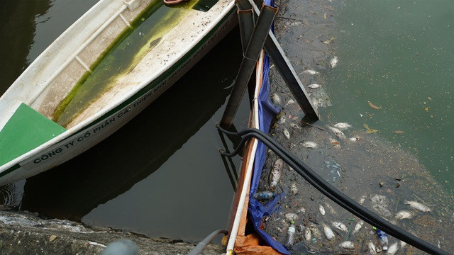 Cá chết nổi bốc mùi hôi thối ở Hồ Tây, hồ Hồ Đắc Di - 12