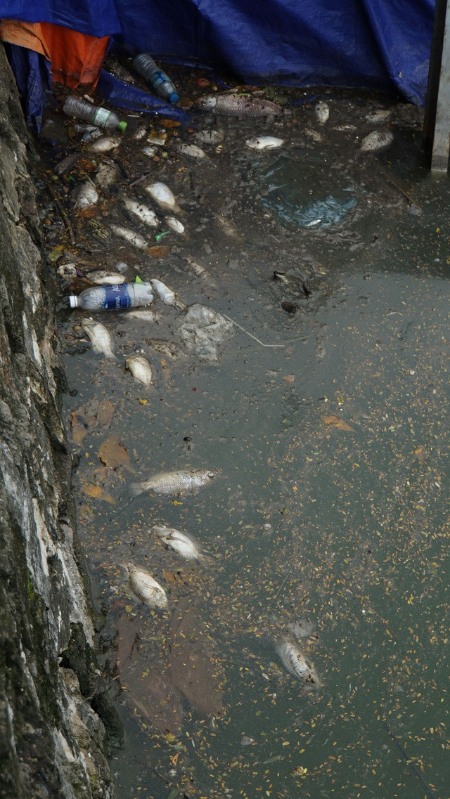 Cá chết nổi bốc mùi hôi thối ở Hồ Tây, hồ Hồ Đắc Di - 7