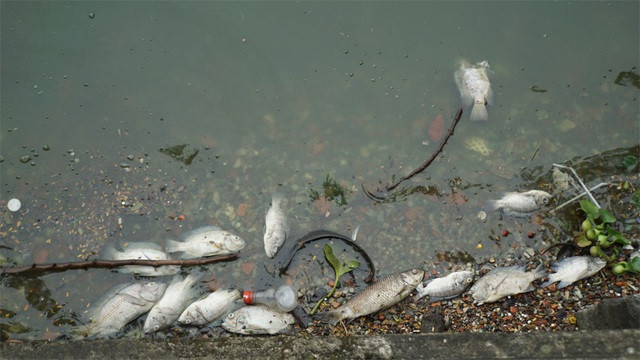 Cá chết nổi bốc mùi hôi thối ở Hồ Tây, hồ Hồ Đắc Di - 9