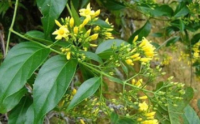 Cứu sống người đàn ông bất tỉnh, môi tím đen vì uống thuốc hạ sốt, ăn lá ngón tự tử - 1