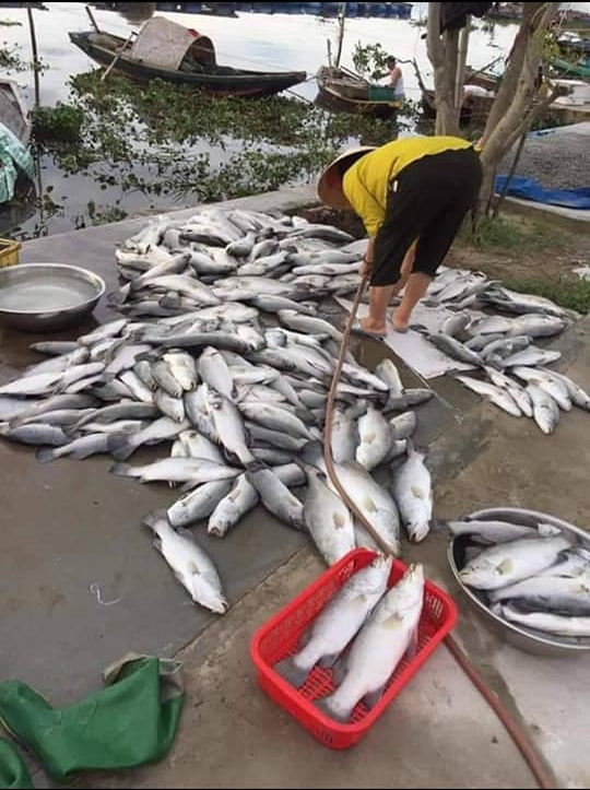 Gần 90 tấn cá vược nuôi lồng bè của người dân bỗng dưng chết nổi trắng trong đêm - Ảnh 1.