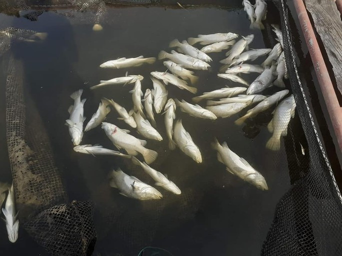 Gần 90 tấn cá vược nuôi lồng bè của người dân bỗng dưng chết nổi trắng trong đêm - Ảnh 2.
