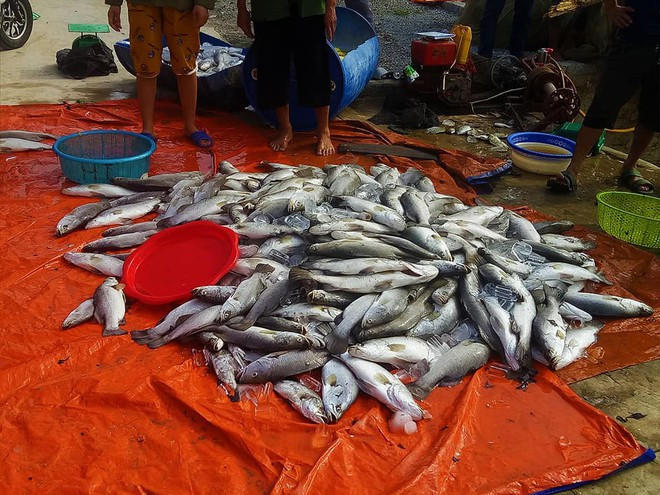 Xuất hiện thêm hàng tấn cá chết nổi trắng sông ở Hà Tĩnh - Ảnh 3.