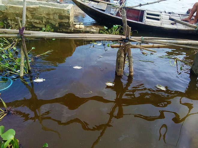 Xuất hiện thêm hàng tấn cá chết nổi trắng sông ở Hà Tĩnh - Ảnh 1.