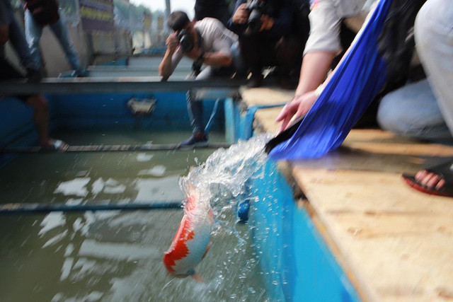 Sáng nay thả cá Koi Nhật Bản xuống sông Tô Lịch và Hồ Tây - 4