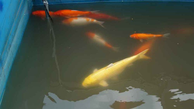 Người dân thích thú ngắm cá Koi Nhật Bản bơi lội ở sông Tô Lịch - 8