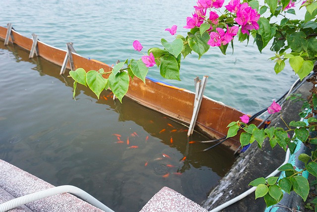 Sau 1 tháng, đàn cá Koi tại sông Tô Lịch bây giờ ra sao? - 2