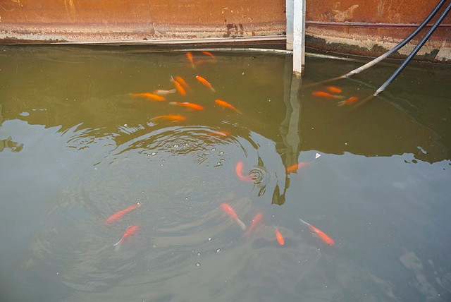 Sau 1 tháng, đàn cá Koi tại sông Tô Lịch bây giờ ra sao? - 4