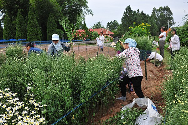 Các vườn hoa gấp rút trồng thêm cúc họa mi để phục vụ khách chụp ảnh - Ảnh 6.