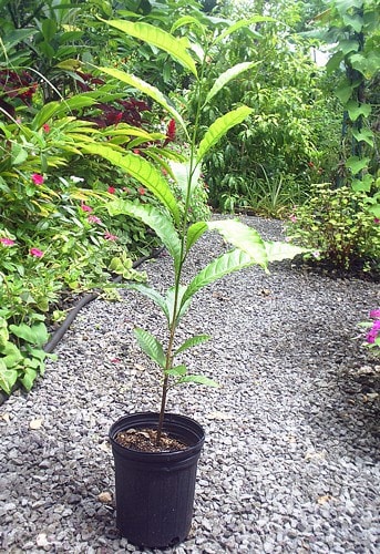 Bí mật chưa từng biết về vú sữa hoàng kim 1 triệu đồng/kg - Ảnh 12.