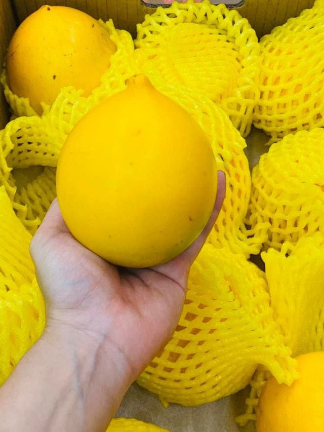 Bí mật chưa từng biết về vú sữa hoàng kim 1 triệu đồng/kg - Ảnh 3.