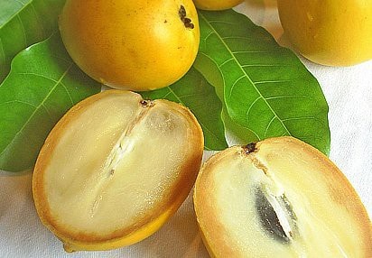 Bí mật chưa từng biết về vú sữa hoàng kim 1 triệu đồng/kg - Ảnh 10.