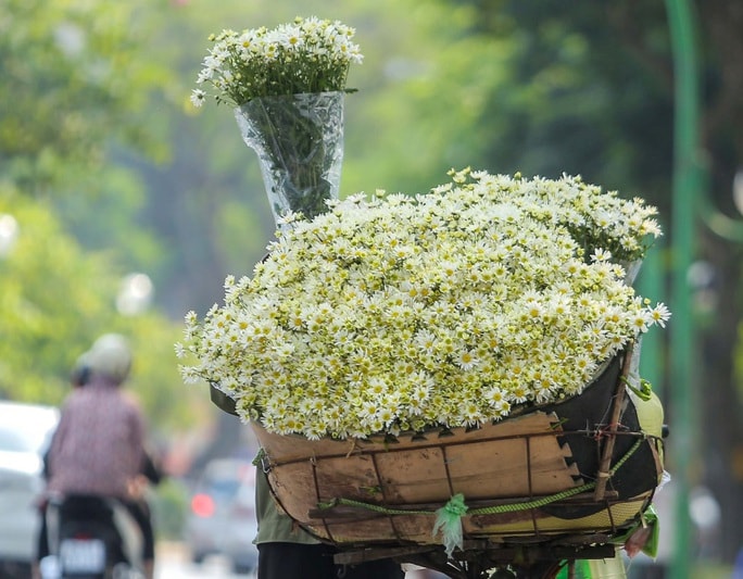 Xốn xang cúc họa mi xuống phố - Ảnh 3.