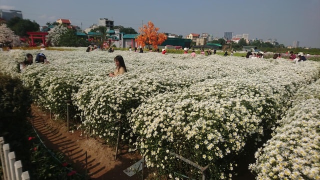 Cúc họa mi bung nở đón đông, rợp đường Hà Nội - 6