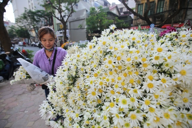 Cúc họa mi bung nở đón đông, rợp đường Hà Nội - 8