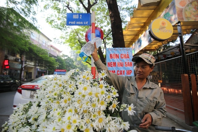 Cúc họa mi bung nở đón đông, rợp đường Hà Nội - 10