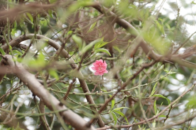 Hà Nội: Bưởi cảnh, đào khủng đua nhau xuống phố đón Tết - 12