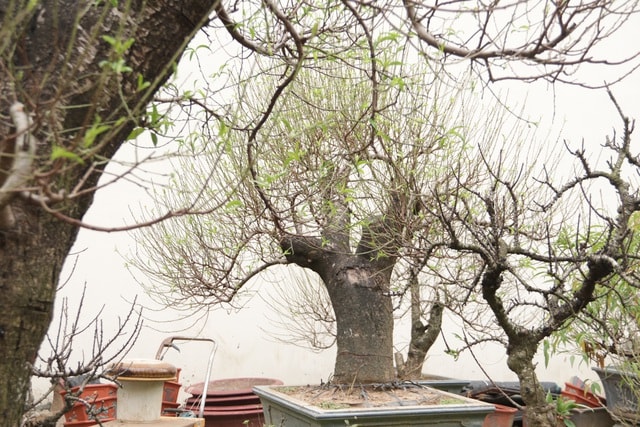 Hà Nội: Bưởi cảnh, đào khủng đua nhau xuống phố đón Tết - 10