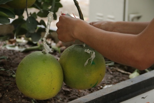 Hà Nội: Bưởi cảnh, đào khủng đua nhau xuống phố đón Tết - 4