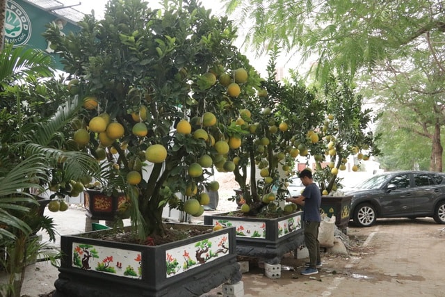 Hà Nội: Bưởi cảnh, đào khủng đua nhau xuống phố đón Tết - 2