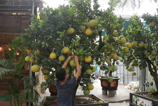 Hà Nội: Bưởi cảnh, đào khủng đua nhau xuống phố đón Tết - 3