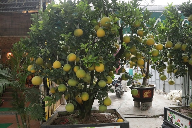 Hà Nội: Bưởi cảnh, đào khủng đua nhau xuống phố đón Tết - 6