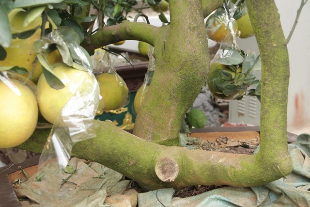 Hà Nội: Bưởi cảnh, đào khủng đua nhau xuống phố đón Tết - 8