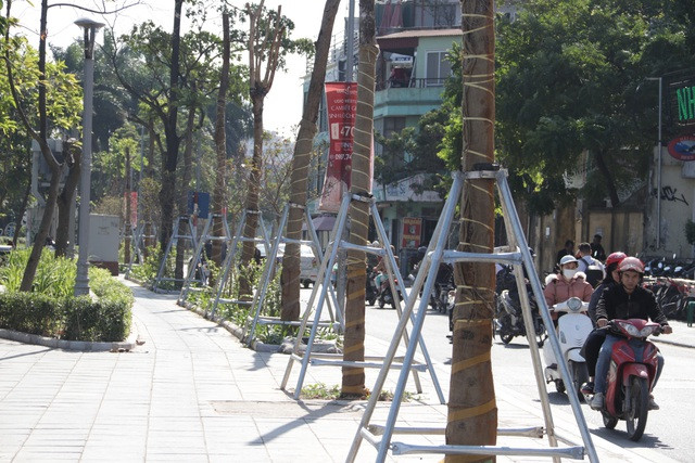 Hà Nội: Diện mạo mới của phố Trích Sài sau khi đánh chuyển 96 cây hoa sữa - 7
