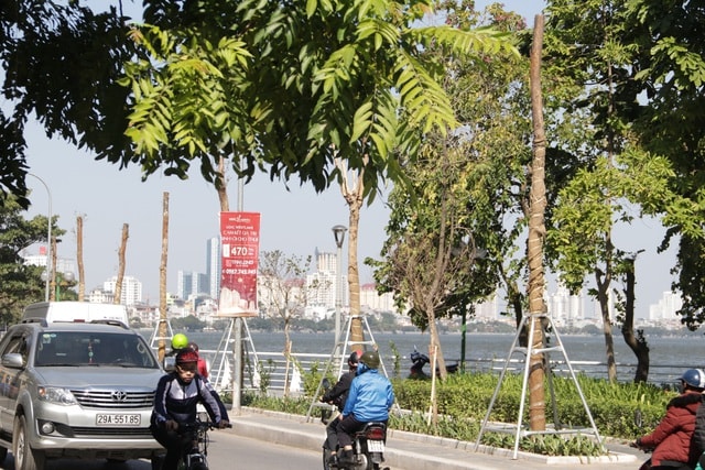 Hà Nội: Diện mạo mới của phố Trích Sài sau khi đánh chuyển 96 cây hoa sữa - 2