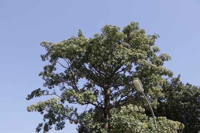 Hà Nội: Diện mạo mới của phố Trích Sài sau khi đánh chuyển 96 cây hoa sữa - 12