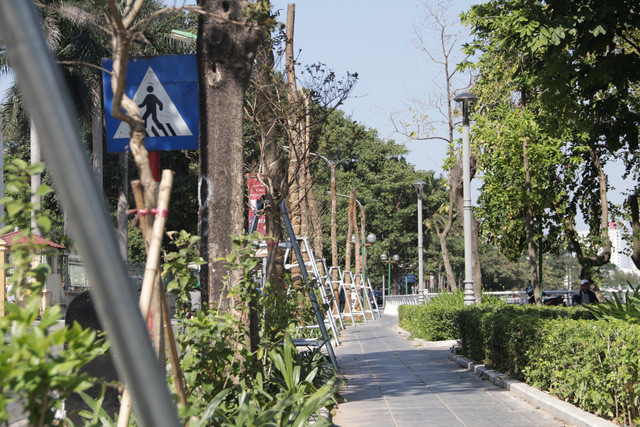 Hà Nội: Diện mạo mới của phố Trích Sài sau khi đánh chuyển 96 cây hoa sữa - 4